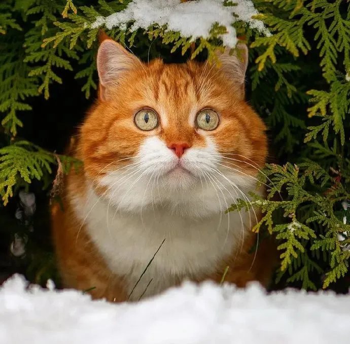 解落三秋叶能开二月花写的是什么_解落三秋叶能开二月花写的是什么季节