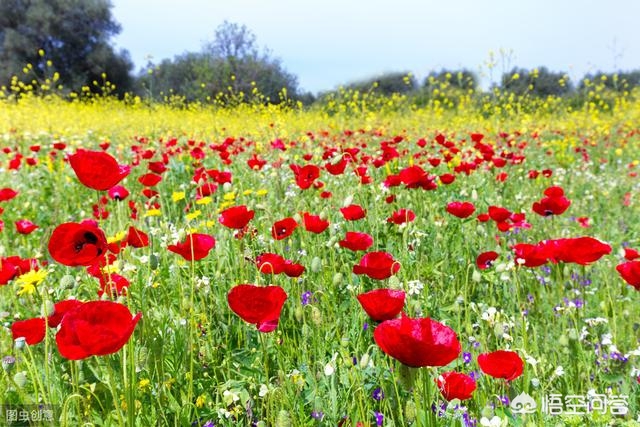 解落三秋叶能开二月花写的是什么_解落三秋叶能开二月花写的是什么季节