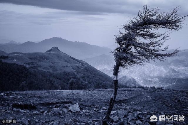 解落三秋叶能开二月花写的是什么_解落三秋叶能开二月花写的是什么季节