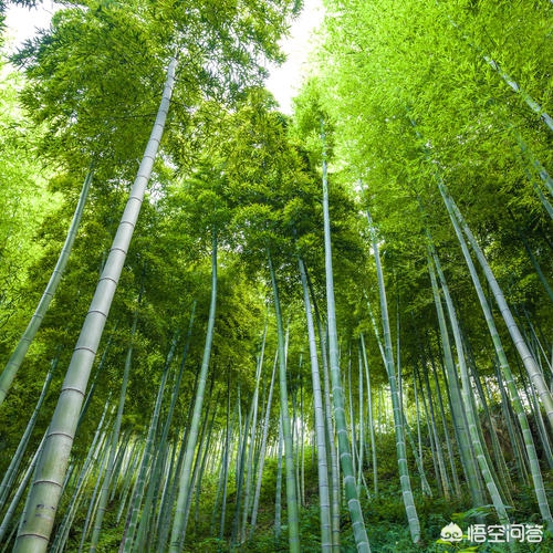 解落三秋叶能开二月花写的是什么_解落三秋叶能开二月花写的是什么季节