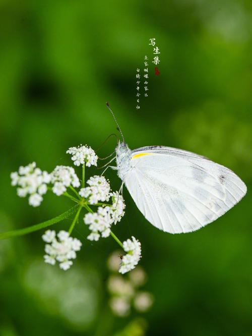 粉蝶视频_粉蝶视频下载app