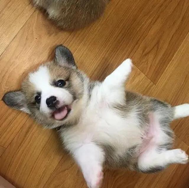 我命油我不油天公司_我命油我不油天公司申请被驳回 我命油我不油天公司_我命油我不油天公司申请被驳回