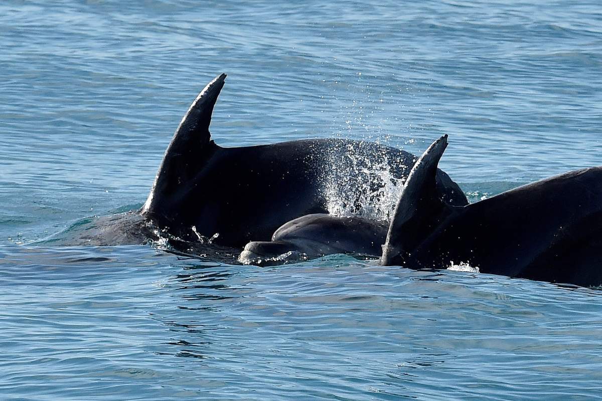 海豚影视_海豚影视下载正版