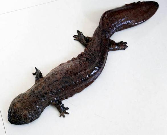 有活化石之称的动物是什么_有活化石之称的生物是