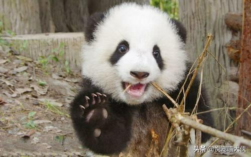 有活化石之称的动物是什么_有活化石之称的生物是 有活化石之称的动物是什么_有活化石之称的生物是