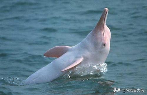 有活化石之称的动物是什么_有活化石之称的生物是 有活化石之称的动物是什么_有活化石之称的生物是