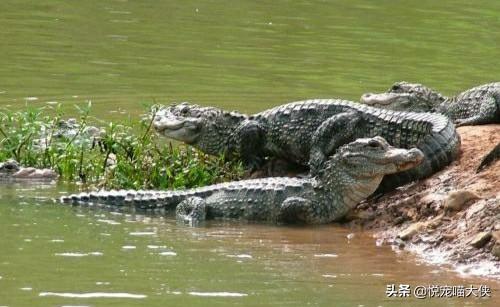 有活化石之称的动物是什么_有活化石之称的生物是 有活化石之称的动物是什么_有活化石之称的生物是